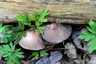 Házi tintagomba (Coprinellus domesticus), Budai-hegység